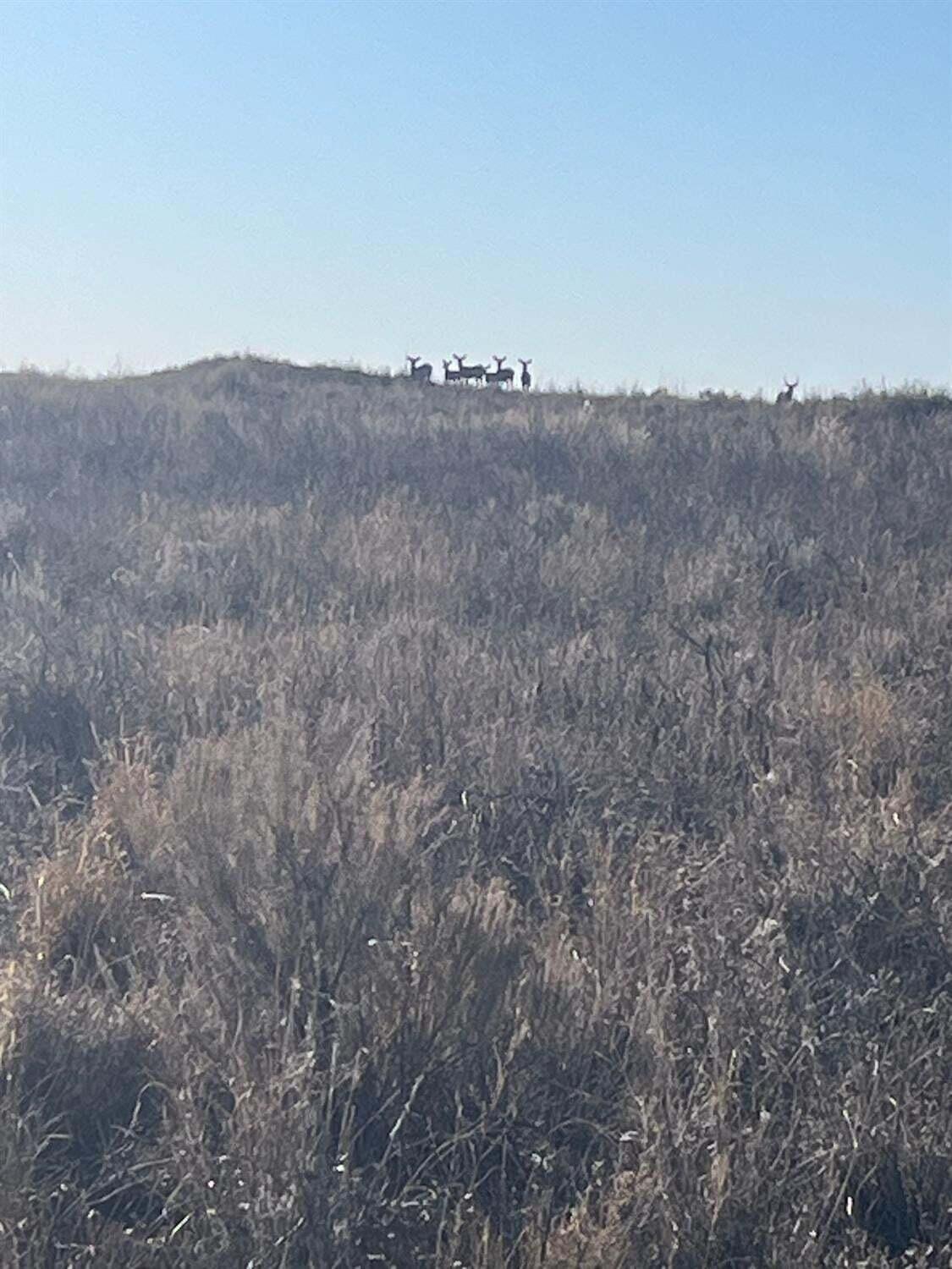 1585 Co Road Brownfield, TX 79316 - Photo 5 of 6 Hunting lease endeavor