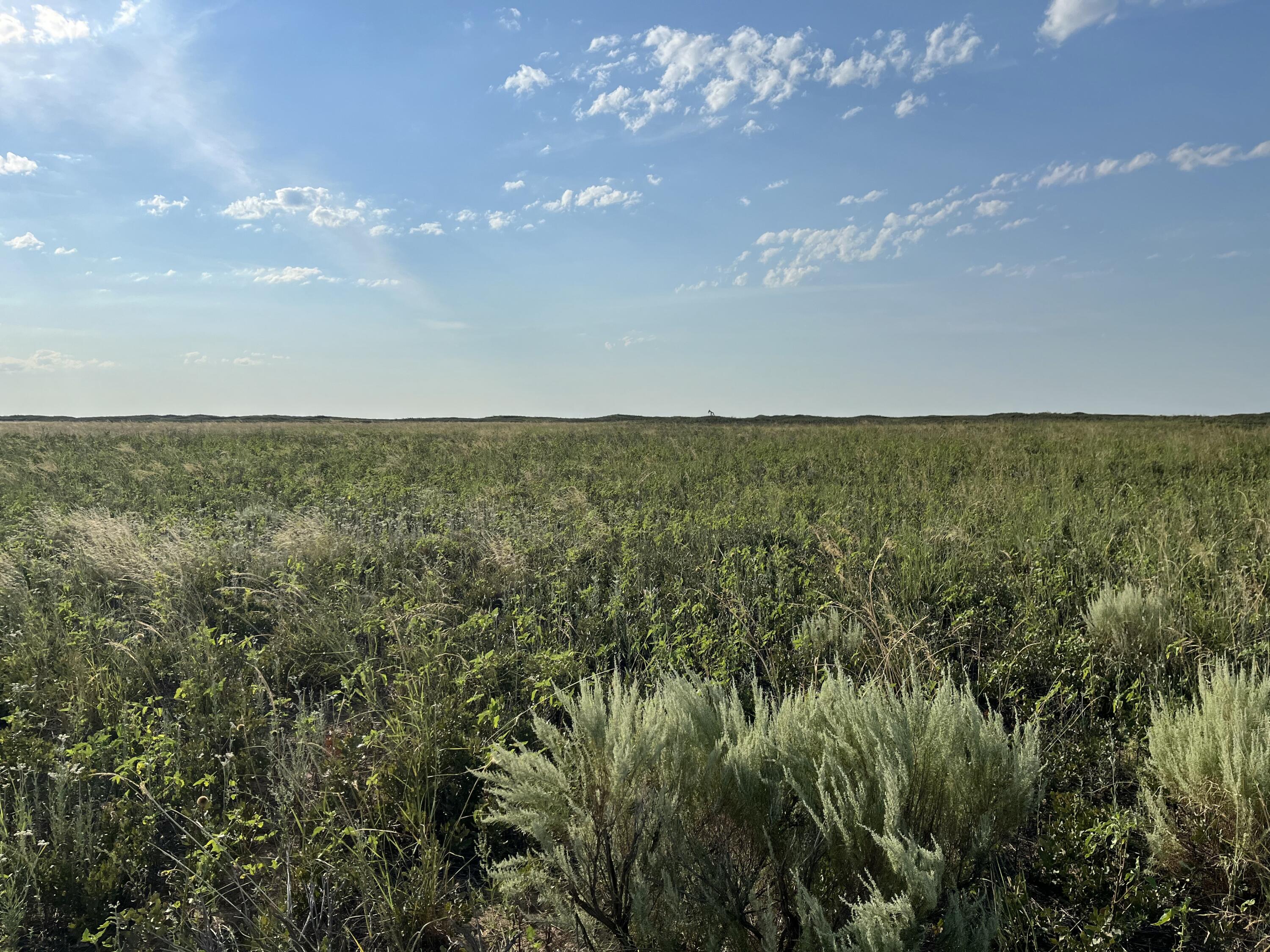 1585 Co Road Morton, TX 79346 - Photo 10 of 11