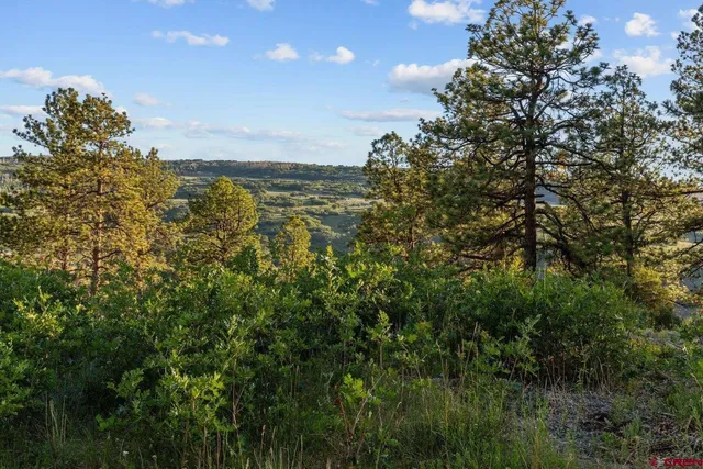 a view of a large trees with lots of trees