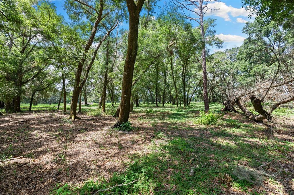 14765 Highway 41 Spring Hill, FL 34610 - Photo 29 of 61 a view of a tree in a yard