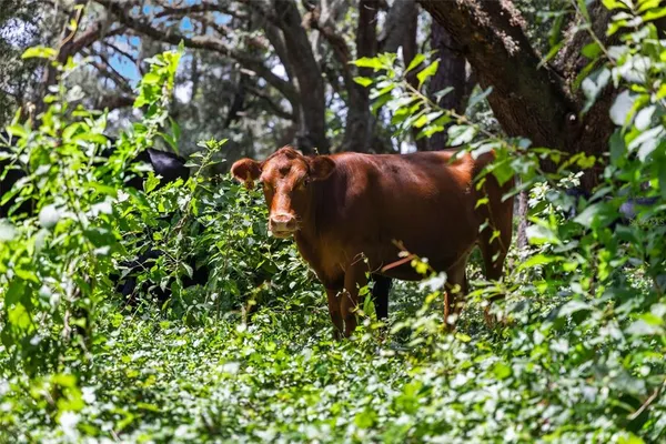 a view of a grassy field with trees