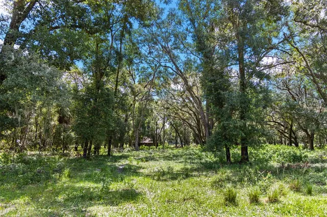 a view of a garden with a tree