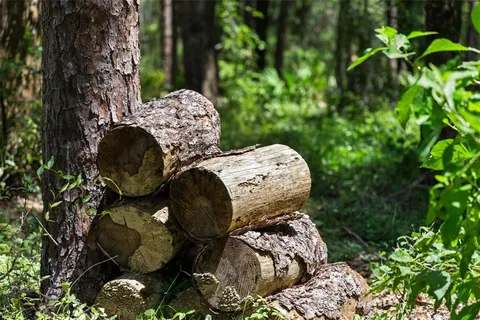 a large yard with lots of green space and house in the back