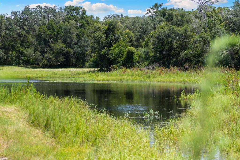 14765 Highway 41 Spring Hill, FL 34610 - Photo 34 of 61 a view of green landscape with trees in the background