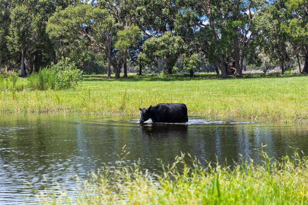 14765 Highway 41 Spring Hill, FL 34610 - Photo 35 of 61