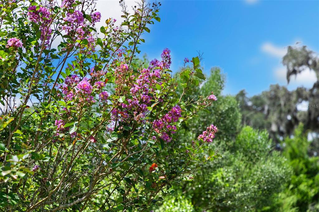 14765 Highway 41 Spring Hill, FL 34610 - Photo 43 of 61 a view of a flower