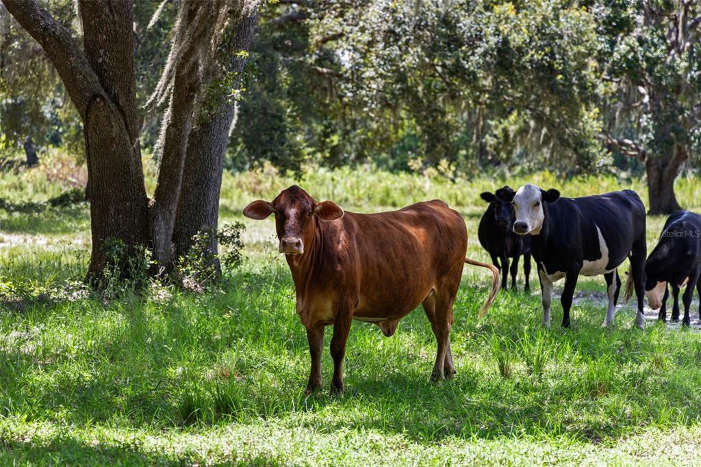 14765 Highway 41 Spring Hill, FL 34610 - Photo 45 of 61