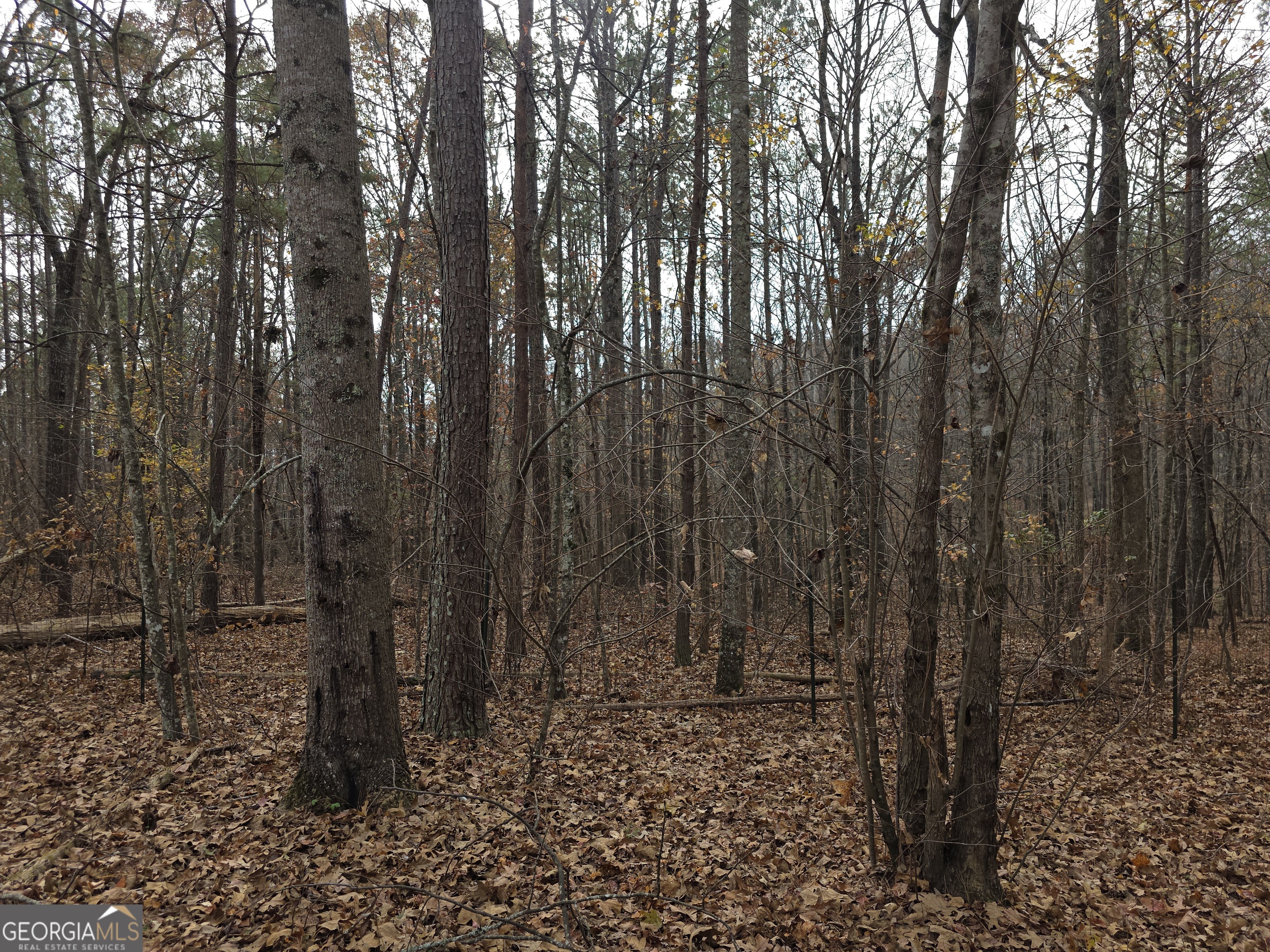 650 Wildcat Road Buchanan, GA 30113 - Photo 24 of 26 a view of a forest