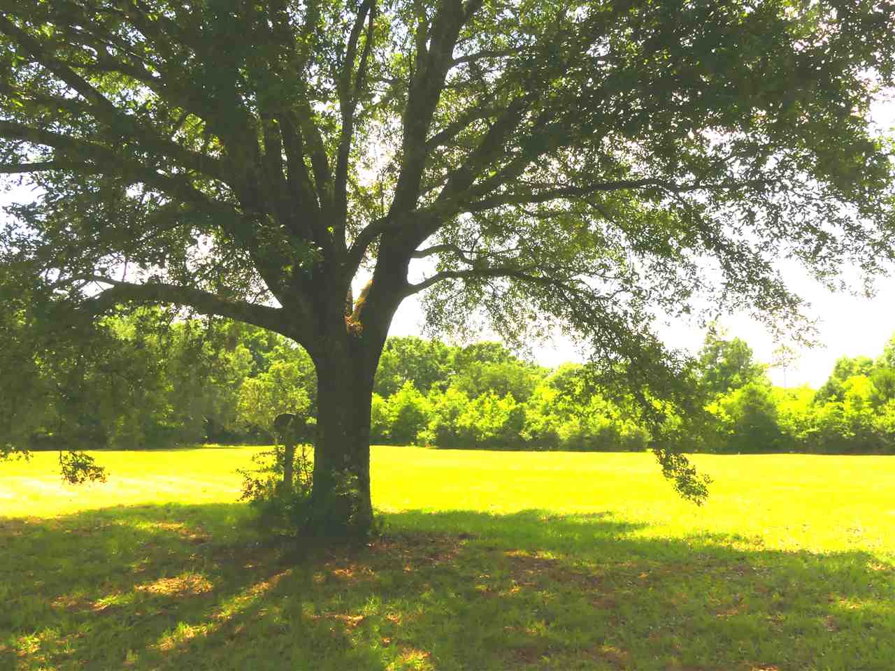 10390 County Road 83 Elberta, AL 36530 - Photo 20 of 22 Beautiful Setting