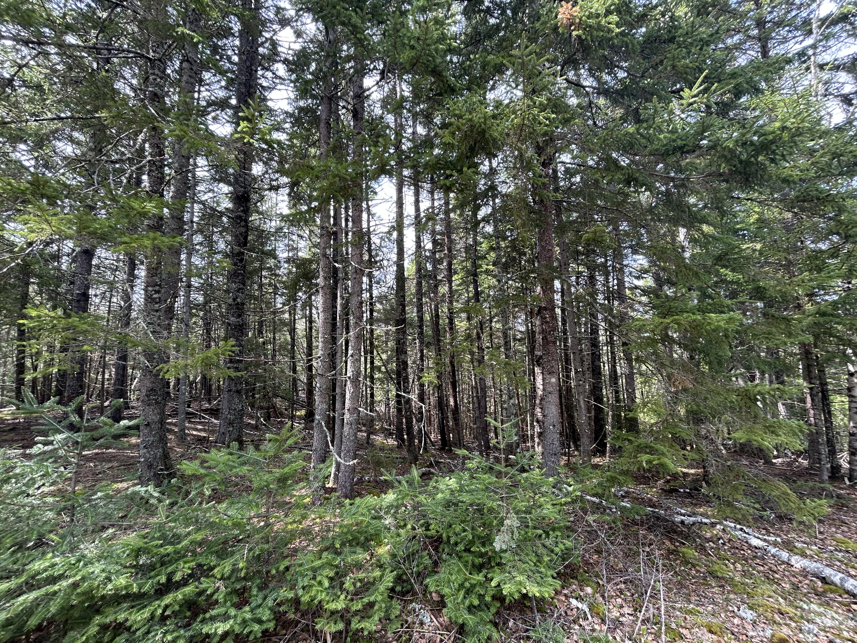 Lot 4 North Shore Road Lubec, ME 04652 - Photo 10 of 13 31A90070-01E8-431A-B32E-B270AC71EBB2