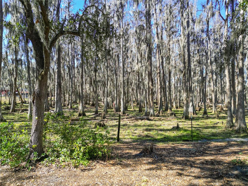 7405 Shoupe Road Plant City, FL 33565 - Photo 58 of 61 a view of a park with large trees