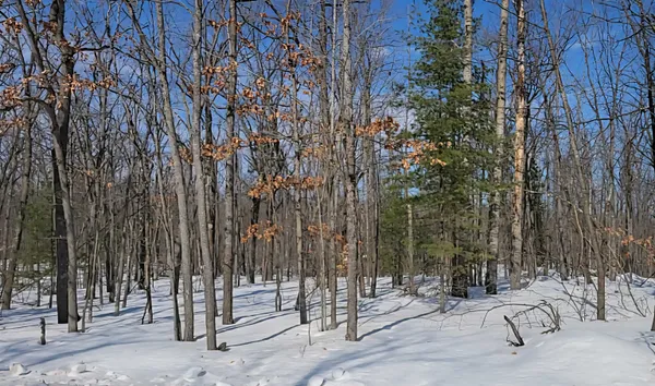 $5,000 | Lot 297 Nottingham Drive, Gaylord, MI 49735