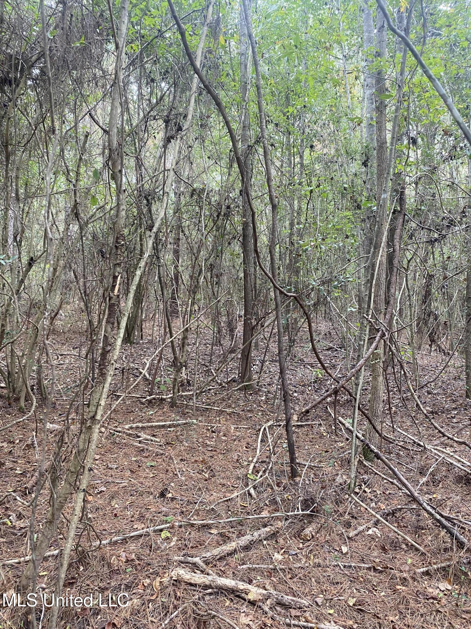 Pap Armstrong Road Wiggins, MS 39577 - Photo 6 of 9 85E2DBD1-8F71-42BD-8A87-05E4F418F451