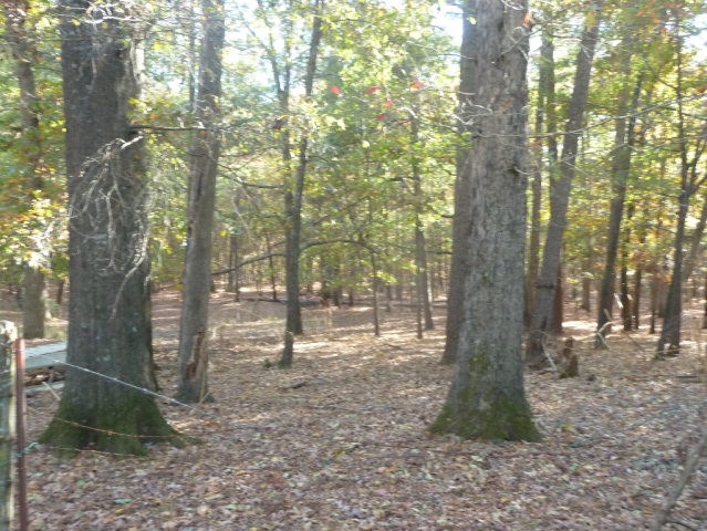 1185 Maxim Road Lincolnton, GA 30817 - Photo 8 of 12