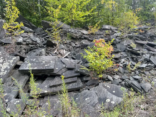 a view of a yard with plants and tree