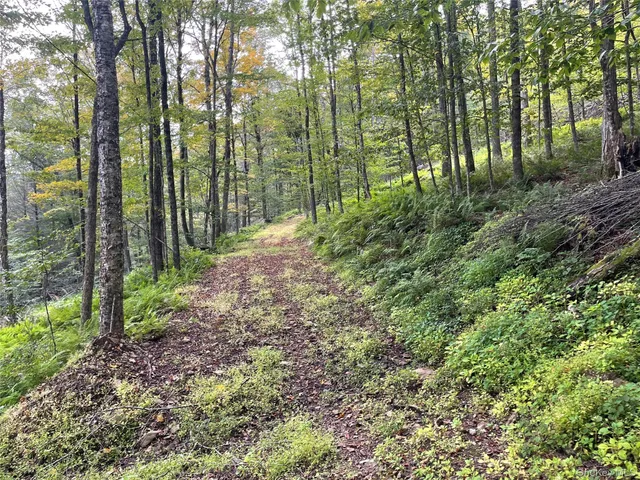 a view of a forest with trees