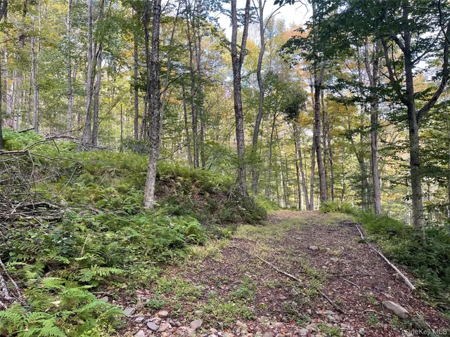 a view of a garden with plants