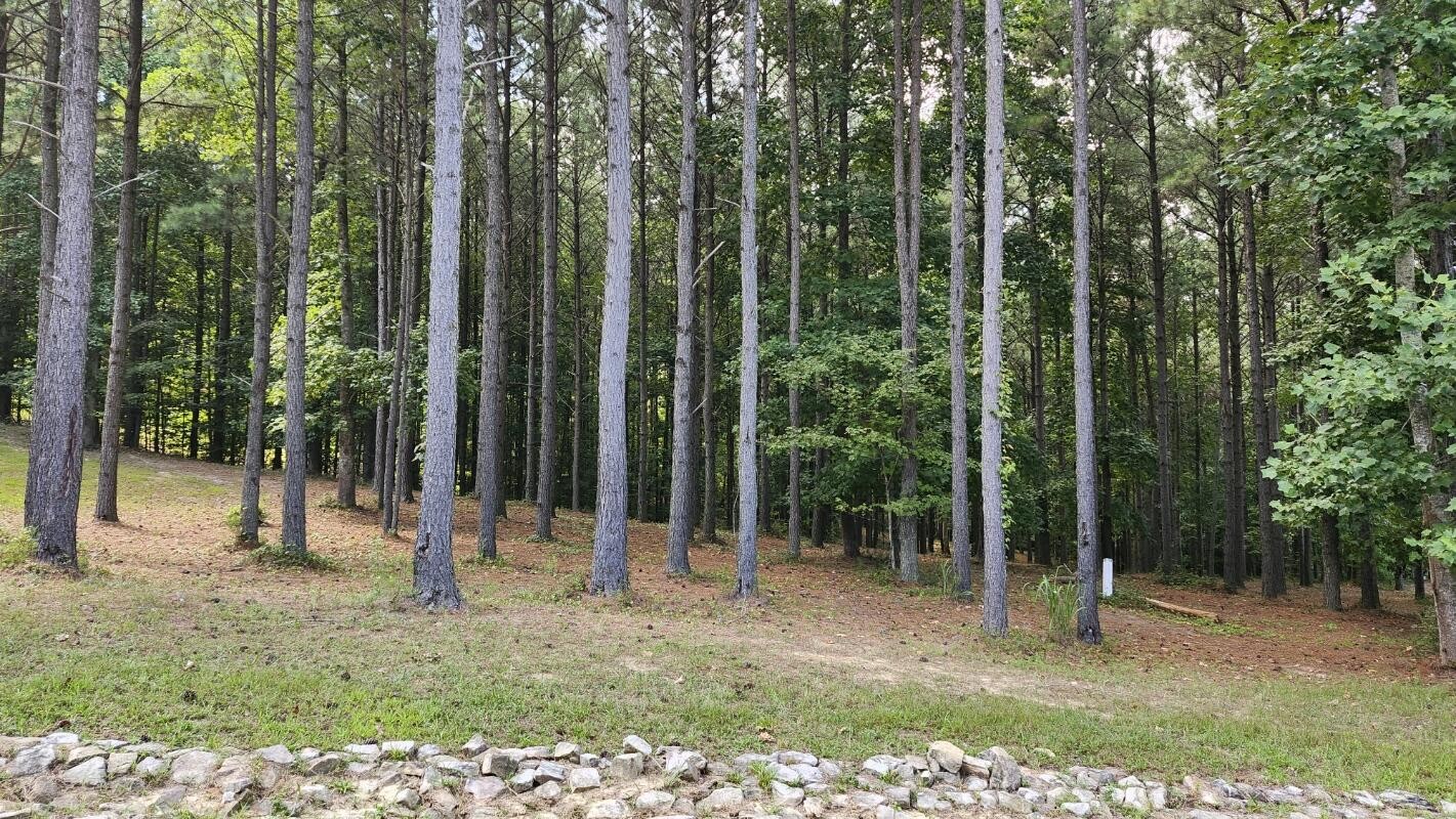 a view of a backyard with a trees