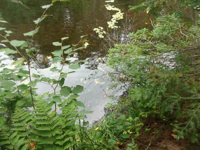 Lot 4 Allyn Road Mercer, WI 54547 - Photo 2 of 20 Gallery Image 2