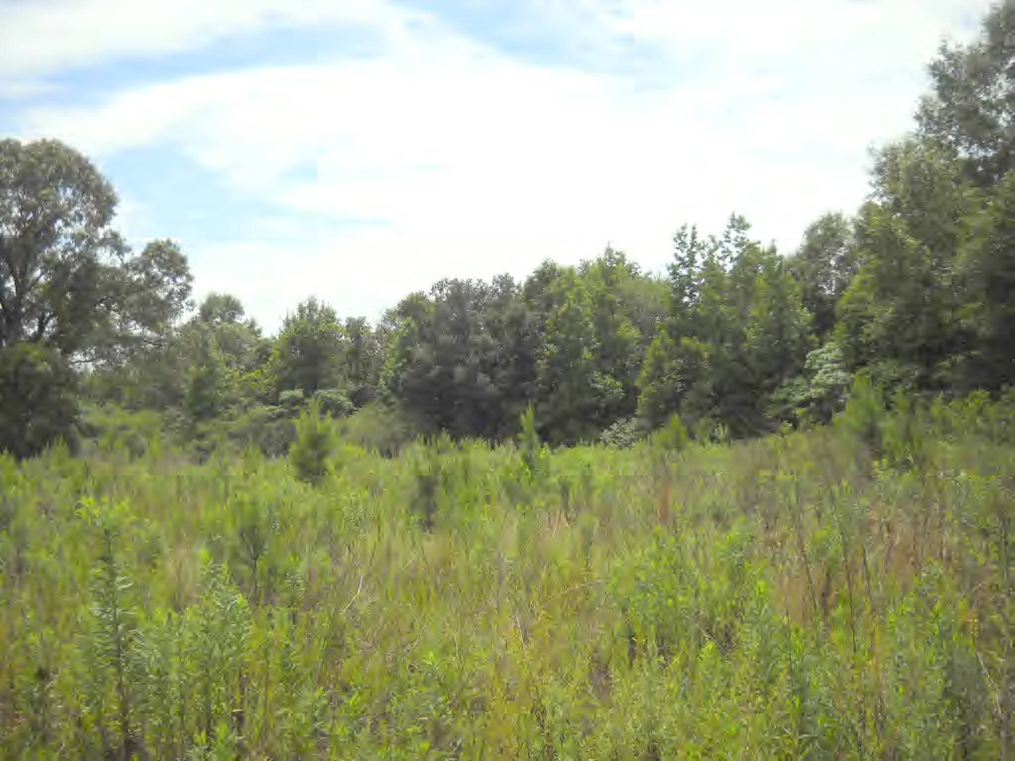Ted Morris Road Foxworth, MS 39483 - Photo 1 of 1 Main View