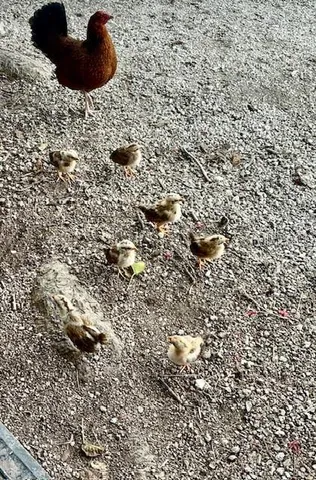 $2,300,000 | 1119 Simonton Street, Unit A1 A2 C1, Key West, FL 33040