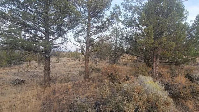 a view of a forest with trees in the background