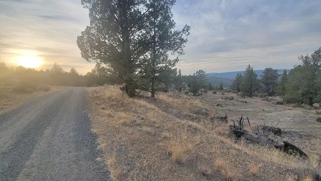 a view of a dry yard with trees