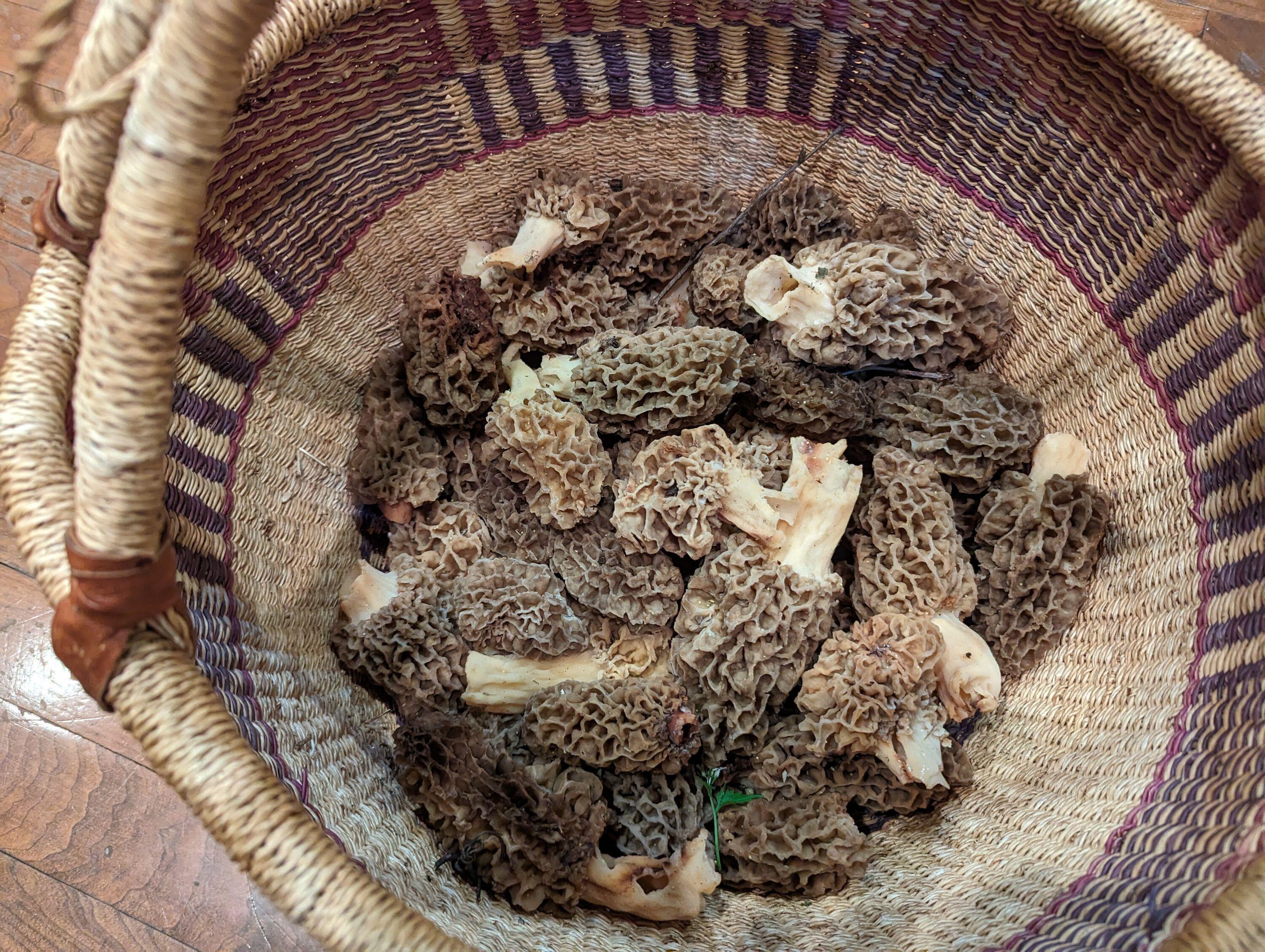 Morel Harvest