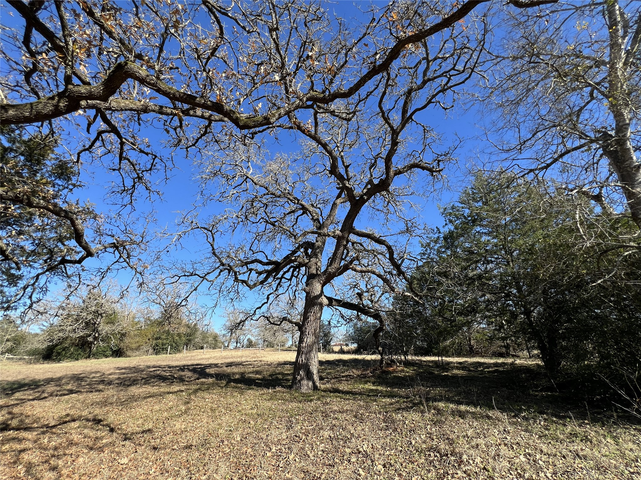 Tbd Rosanky Cattle Company Road Smithville, TX 78957 - Photo 24 of 40 a view of outdoor space with deck and tree
