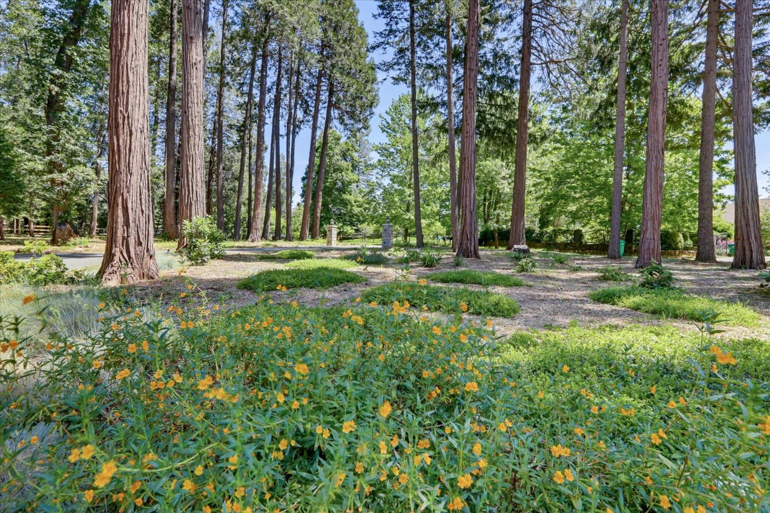 14166 Loma Rica Drive Grass Valley, CA 95945 - Photo 56 of 95