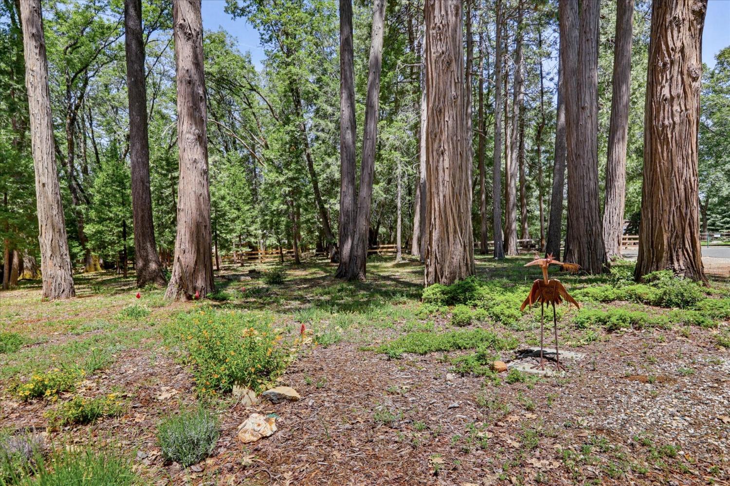 14166 Loma Rica Drive Grass Valley, CA 95945 - Photo 64 of 95