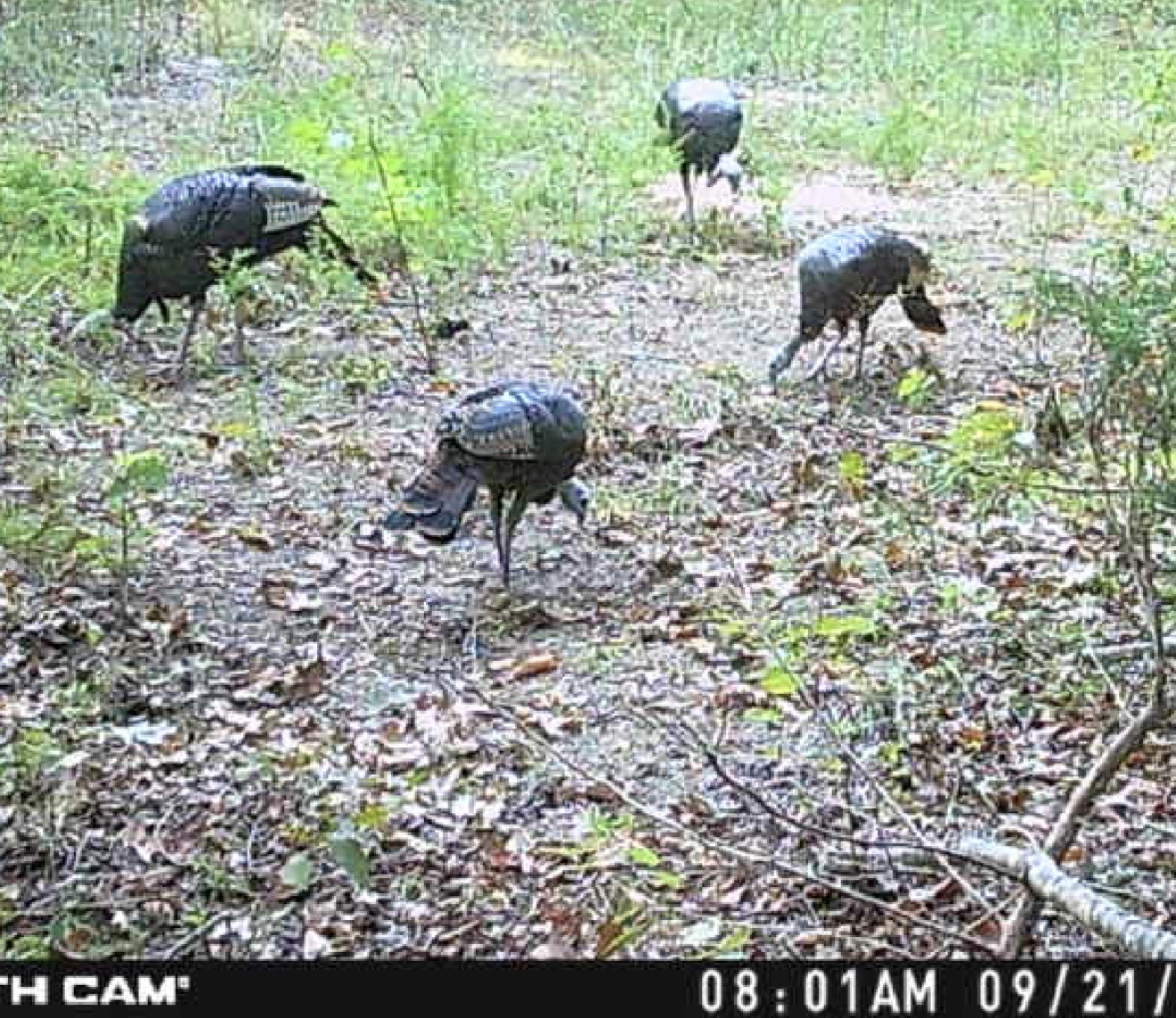 0 Downing Hollow Road Waynesboro, TN 38485 - Photo 15 of 30