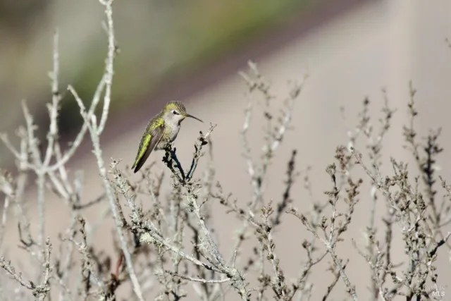 $2,975,000 | 33755 Yardarm Drive, The Sea Ranch, CA 95497