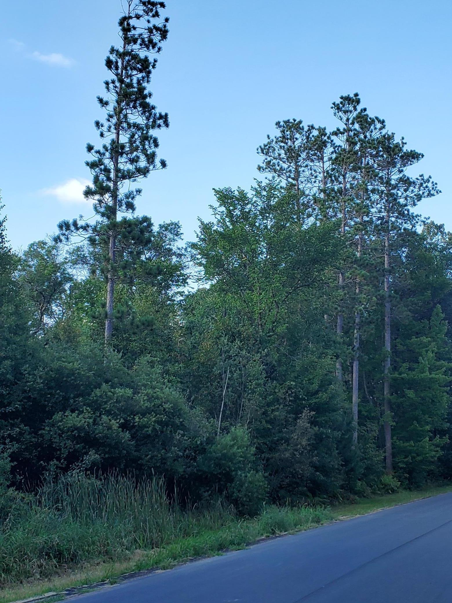 Tbd Red Fern Trail Brainerd, MN 56401 - Photo 2 of 3