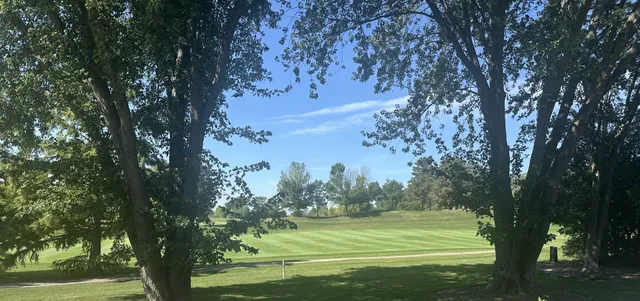 a view of a trees in a yard