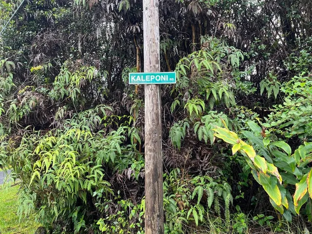 a close up of a plant in a garden