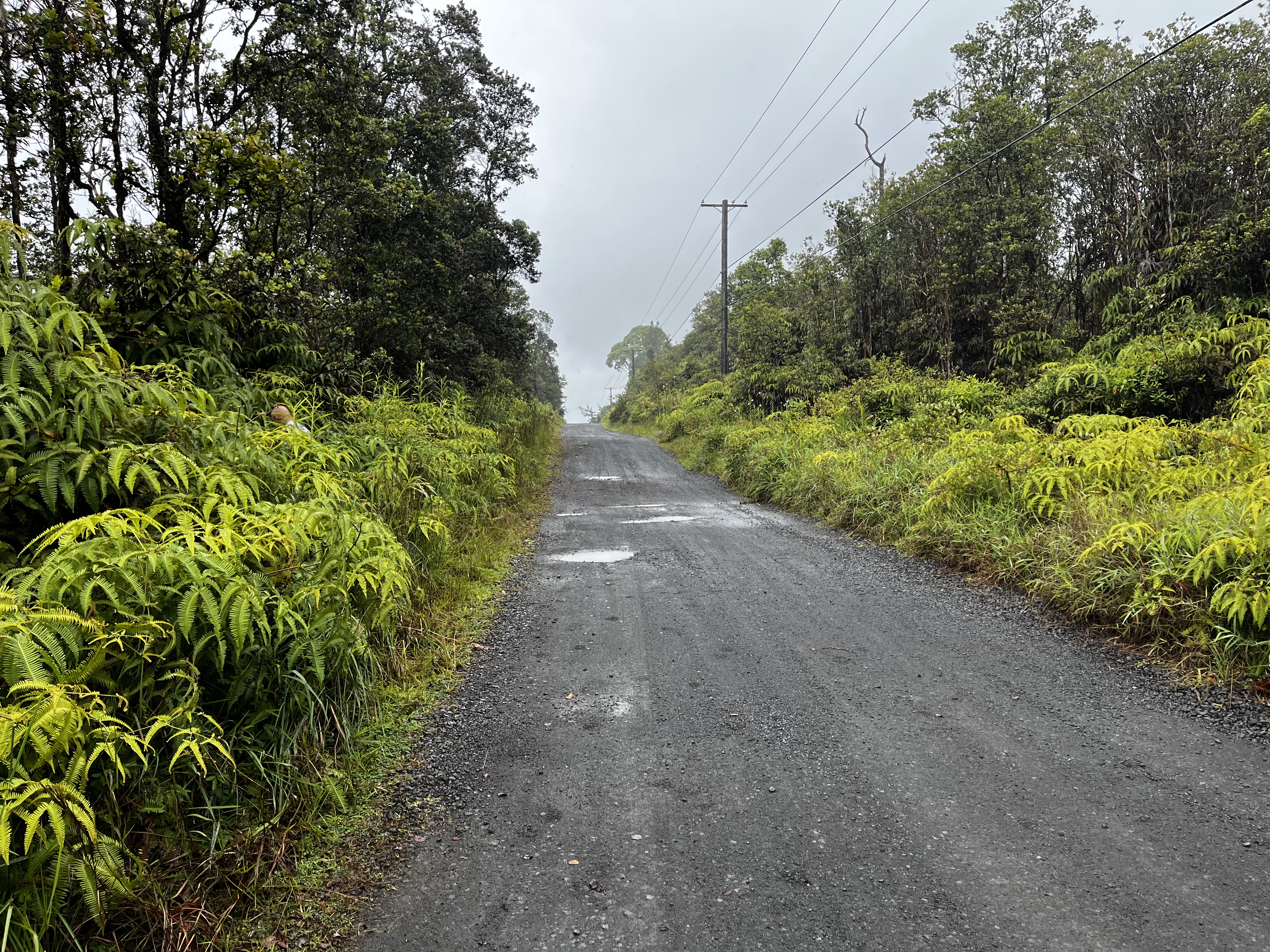 50 Kaleponi Road Pahoa, HI 96778 - Photo 8 of 8 a view of a garden with plants
