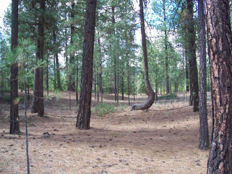 1230 South Aspen Ridge Road Kettle Falls, WA 99141 - Photo 3 of 5 Gallery Image 3