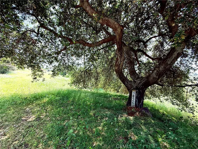 a view of a yard with a tree