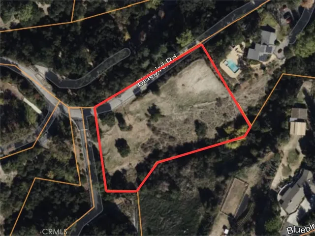 a close up of a plant