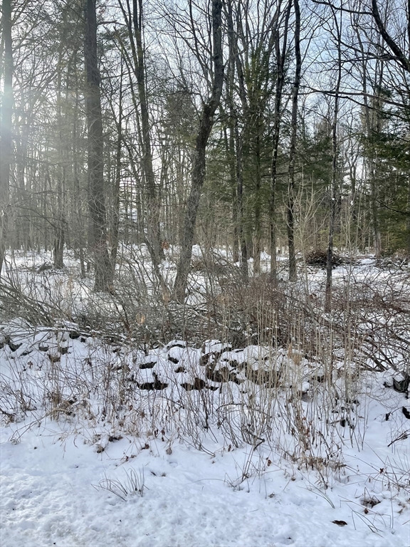 Lot 6 Colebrook River Road Tolland, MA 01034 - Photo 2 of 4 a view of a forest covered with trees