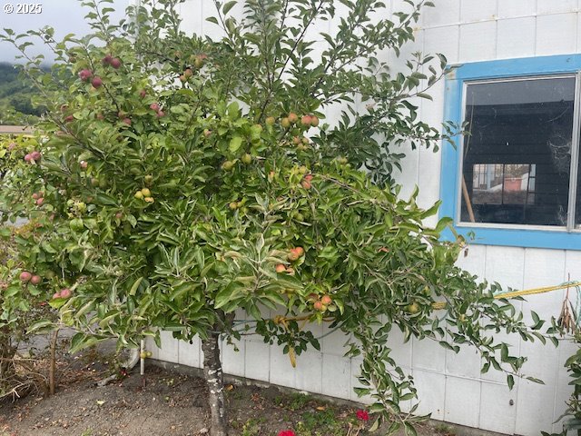 98620 Camellia Drive Brookings, OR 97415 - Photo 21 of 26 a picture of a tree