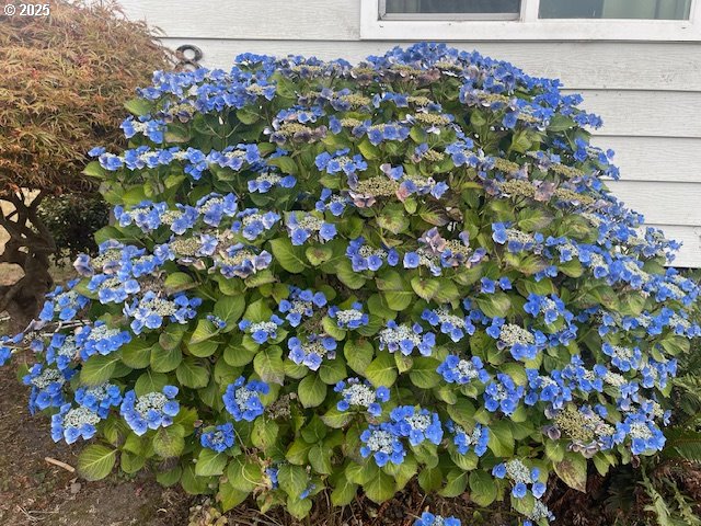 98620 Camellia Drive Brookings, OR 97415 - Photo 22 of 26 a view of a flowers