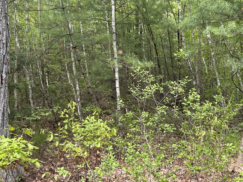 2 Stoddard Road Winchendon, MA 01475 - Photo 2 of 8 a view of a house with a lush green forest