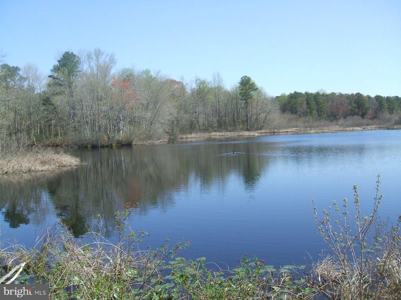 0 Williams Mill Pond Road Delmar, MD 21875 - Photo 2 of 4 a view of a lake with a forest