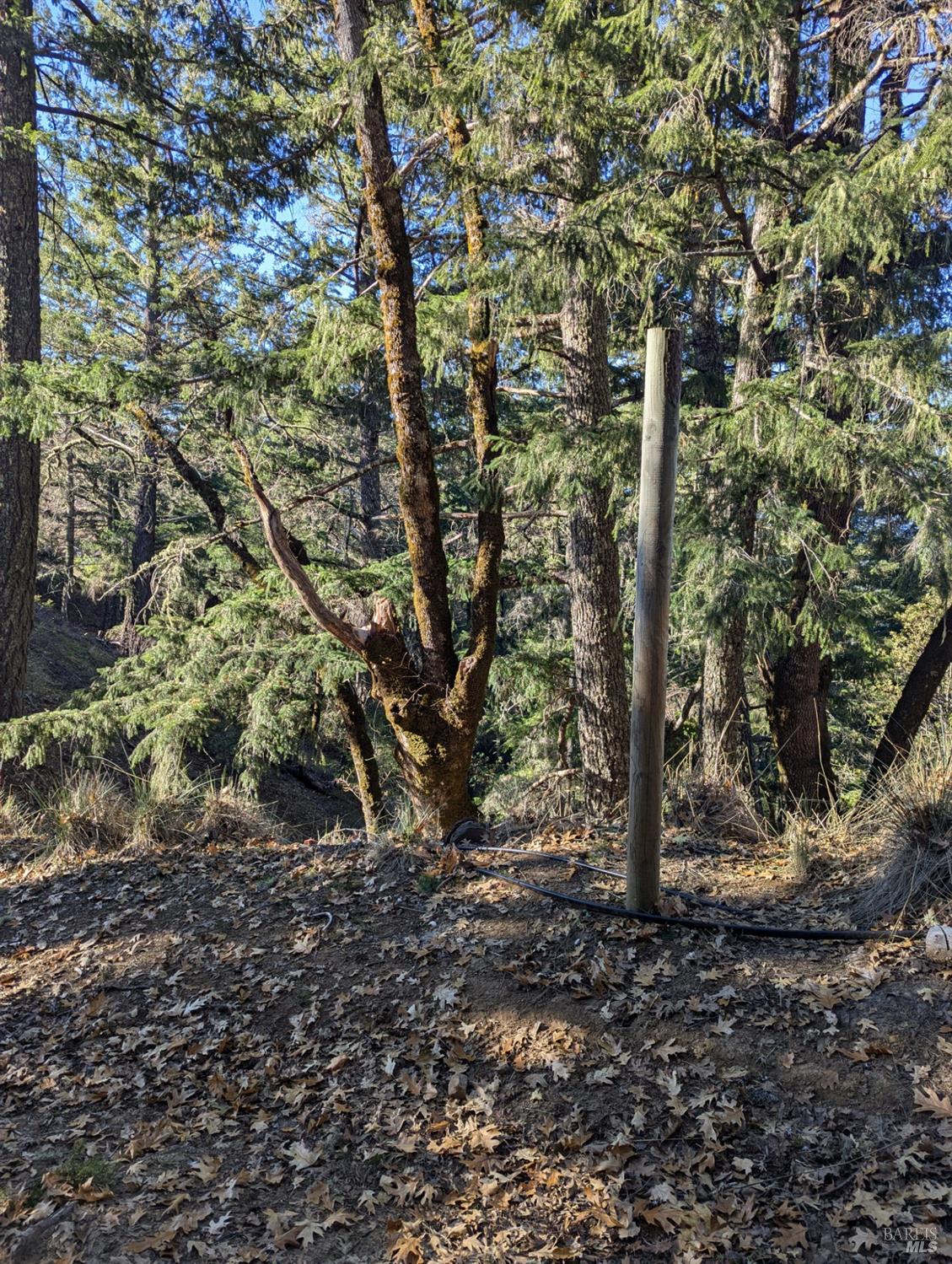 3751 Running Springs Road Ukiah, CA 95482 - Photo 1 of 1 Classic mix of Coastal Range biota. Enough coastal influence for cooler summer days and sunny winter days.