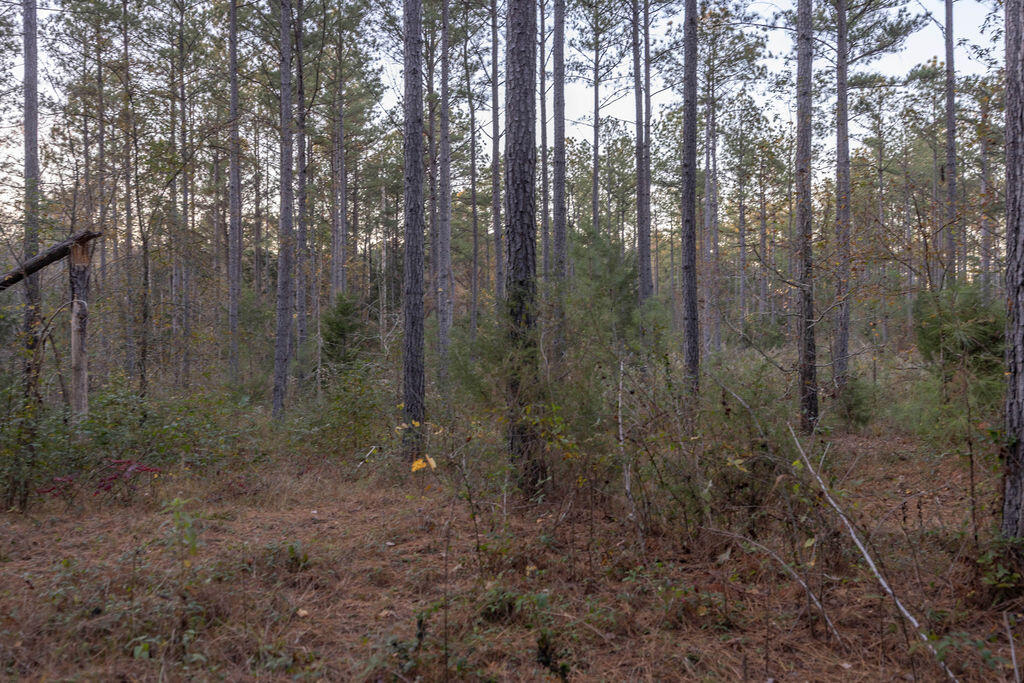Tbd Barr Chapel Road Edgefield, SC 29824 - Photo 11 of 15