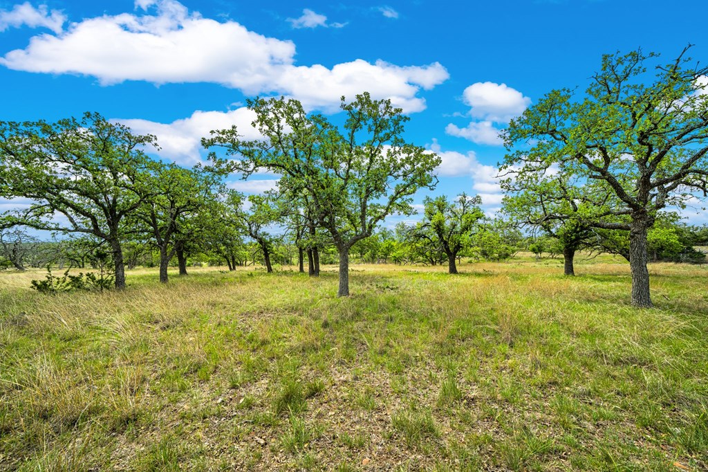 1379 Barker Rogers Road Harper, TX 78631 - Photo 21 of 32 a view of a yard with an trees