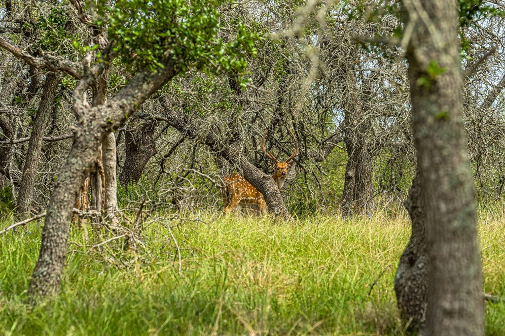 1379 Barker Rogers Road Harper, TX 78631 - Photo 31 of 32 a view of a yard with plants and large trees