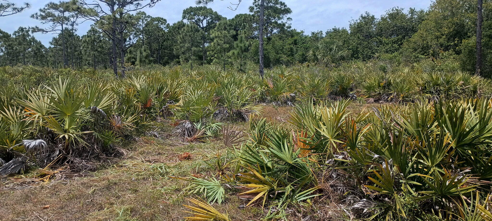 0 None Grant Valkaria, FL 32950 - Photo 2 of 7 a view of a yard with plants and wooden fence